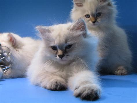 Magic Siberians recommend all clients first discuss cat ownership with their personal medical provider prior to performing any allergy testing, visiting, petting, or owning a Siberian cat. . Siberian kittens for sale in california
